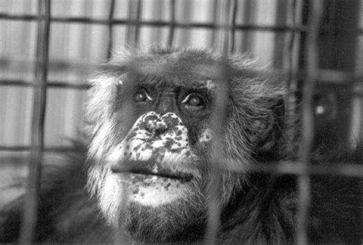 What is the great ape Protection Act?