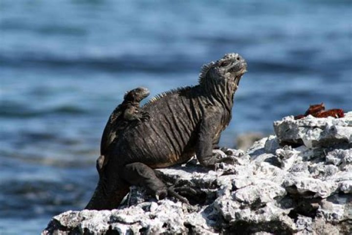 What is the habitat of a marine iguana?