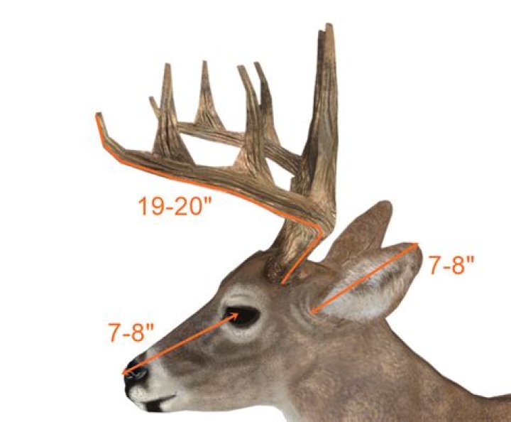 What is the highest scored whitetail buck?
