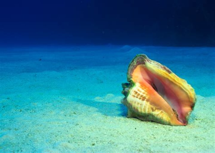 What is the lifespan of conch?