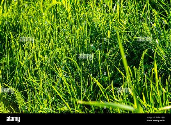 What is the light green grass that grows fast?