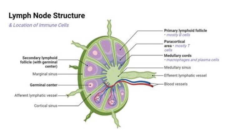 What is the location of lymph?