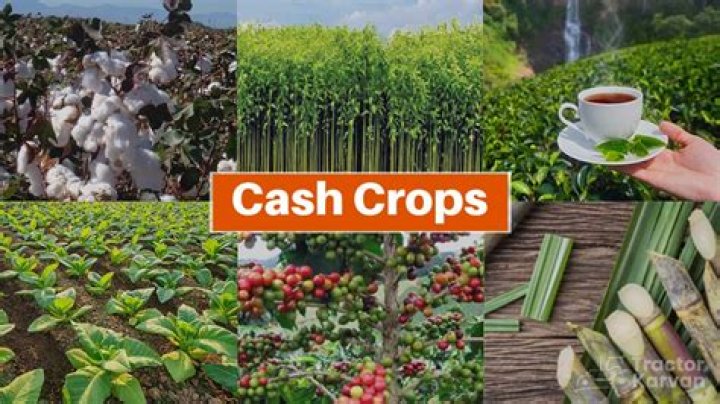 What is the main cash crop in Virginia?