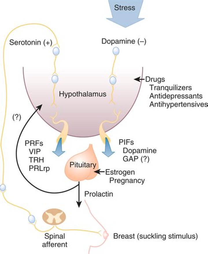 What is the main function of prolactin?