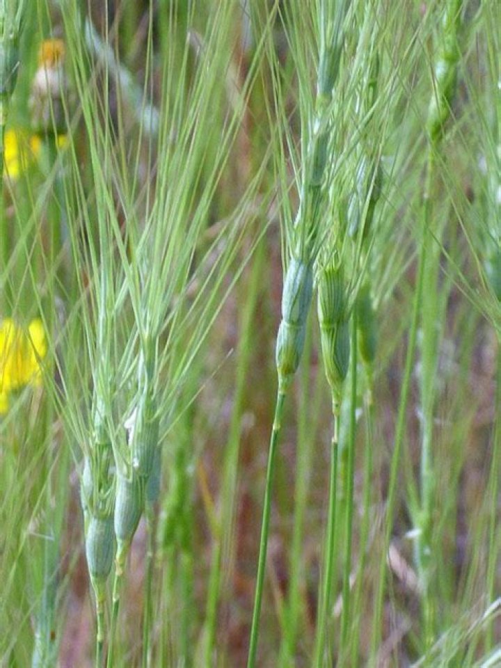 What is the meaning of aegilops?
