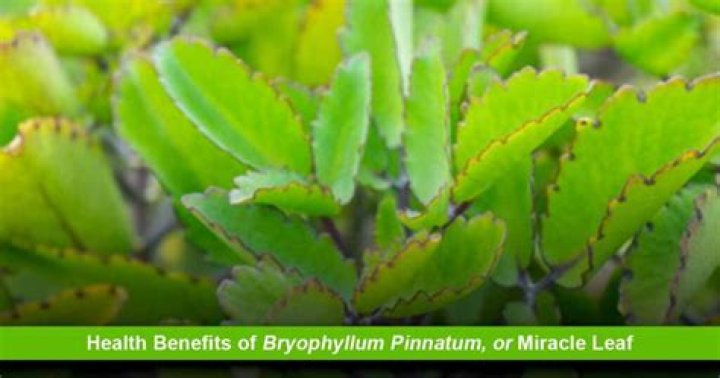 What is the medicinal use of Bryophyllum Pinnatum?