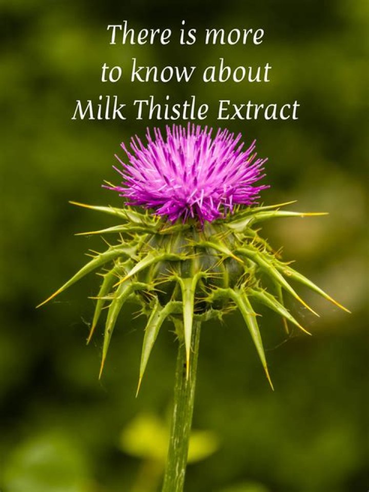 What is the most bioavailable form of milk thistle?