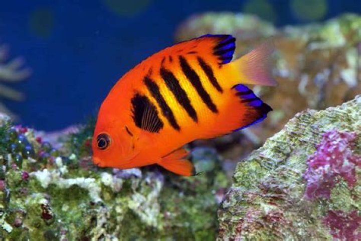 What is the most colorful saltwater fish?