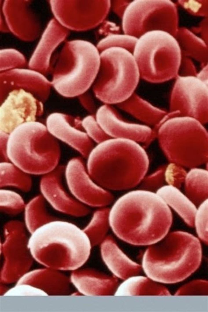 What is the most common chemical bond in the human body?