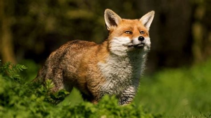 What is the most common fox in the UK?