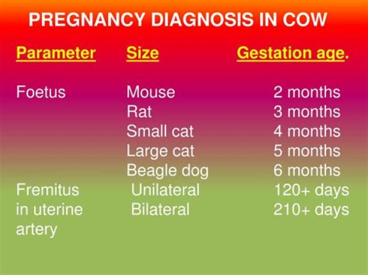 What is the most common method of pregnancy diagnosis in cattle?