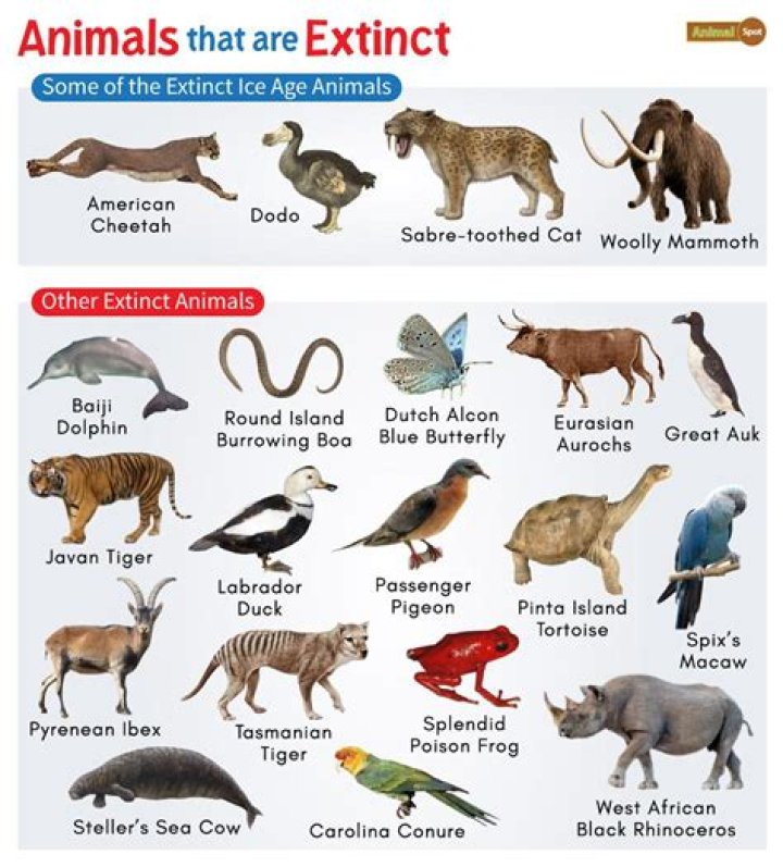 What is the most non extinct animal?