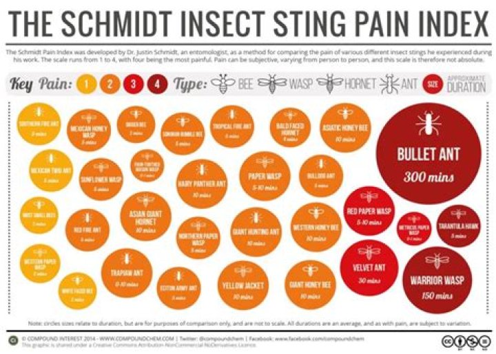 What is the most painful sting in the world?