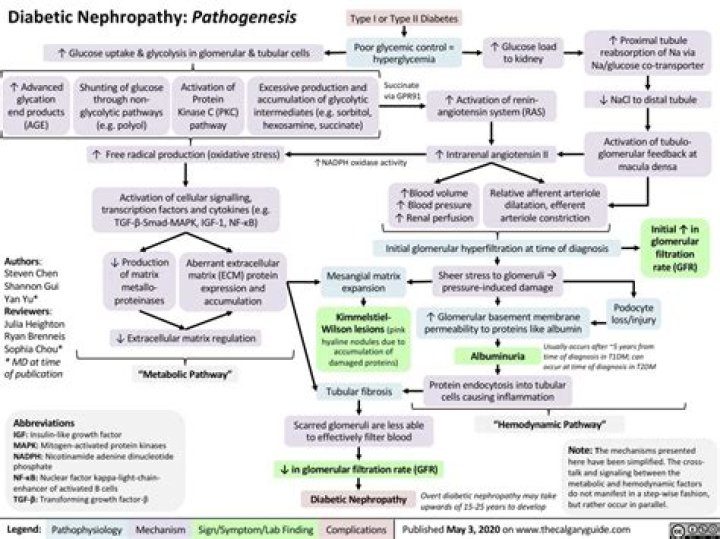 What is the pathogenesis of diabetic nephropathy?