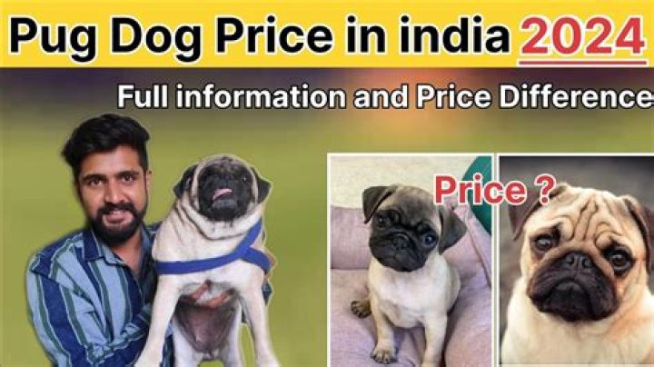 What is the price of pug in Mumbai?
