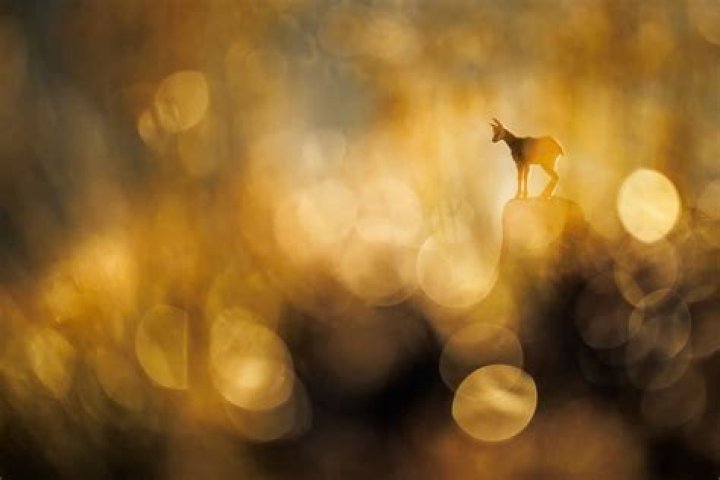 What is the prize for the photographer of the Year competition?