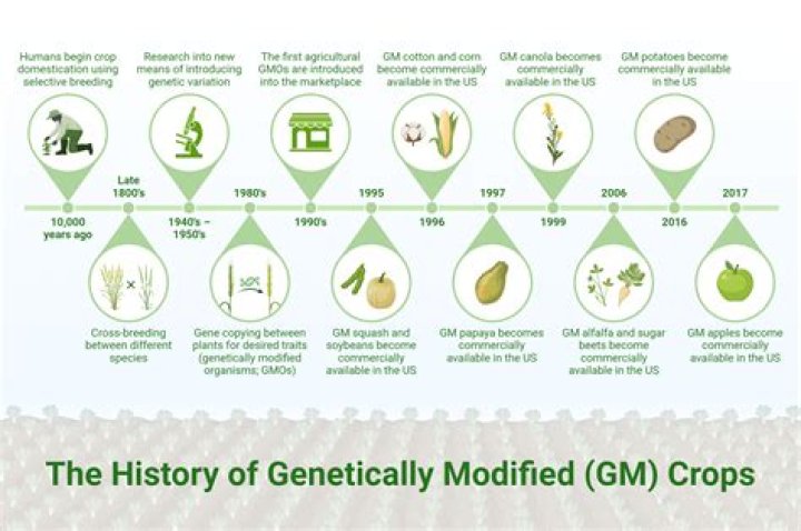What is the process of genetically modified foods?