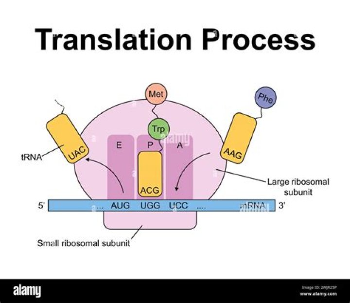 What is the process of translation?