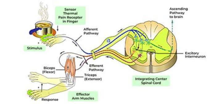 What is the proper order of a spinal reflex?