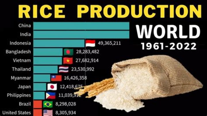 What is the rank of India in rice production in the world?