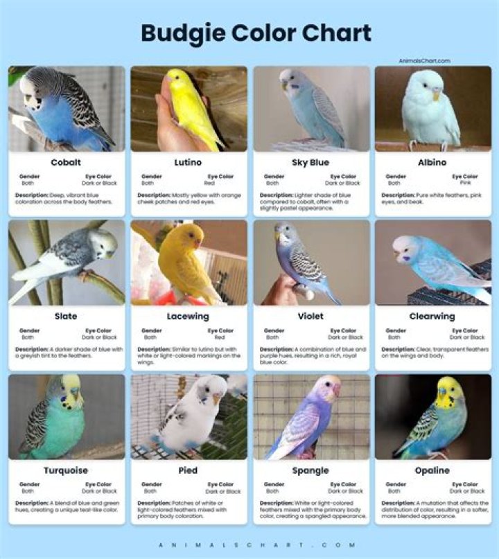 What is the rarest budgie?