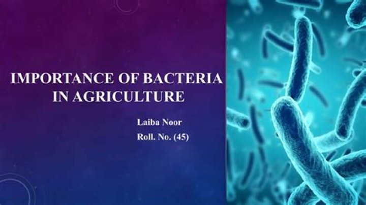 What is the role of bacteria in agriculture?