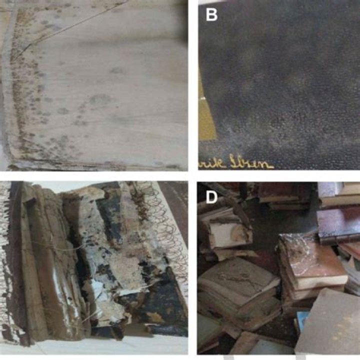 What is the role of microorganisms in deterioration of paper?