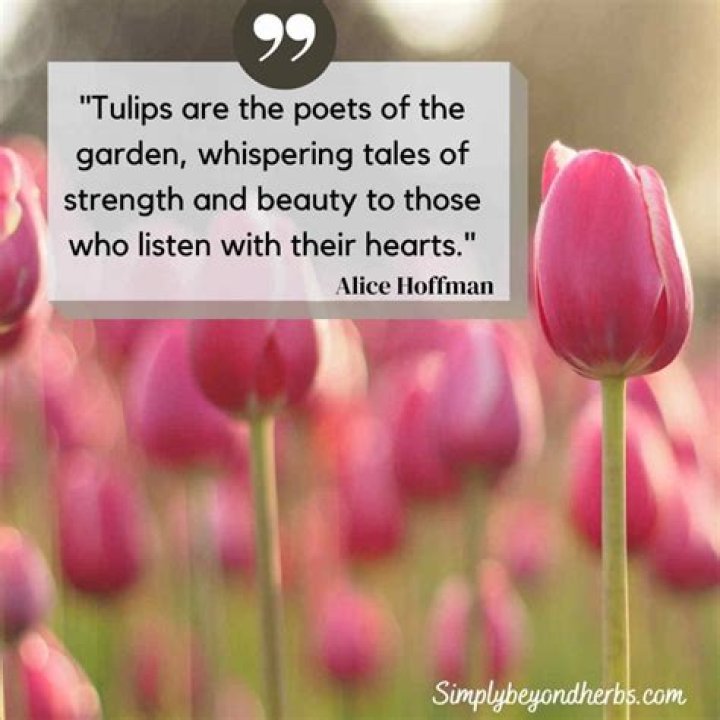 What is the saying about tulips?
