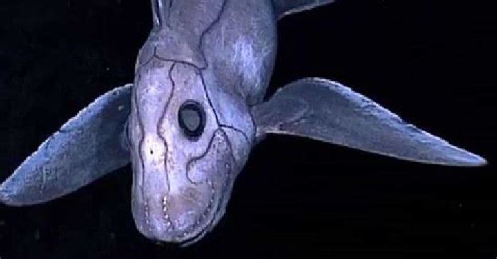 What is the scariest deep sea creature?