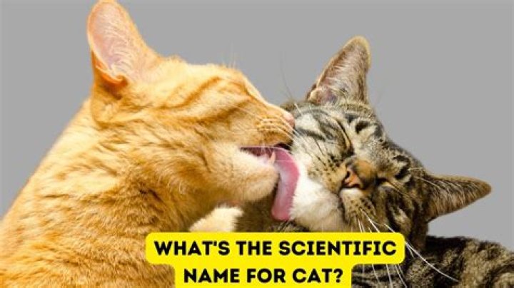 What is the scientific name for cat grass?