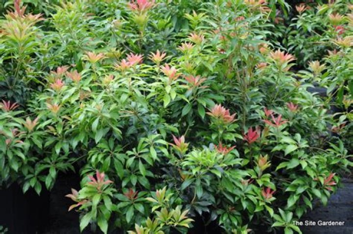 What is the smallest Pieris japonica?