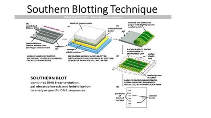 What is the Southern blot technique?