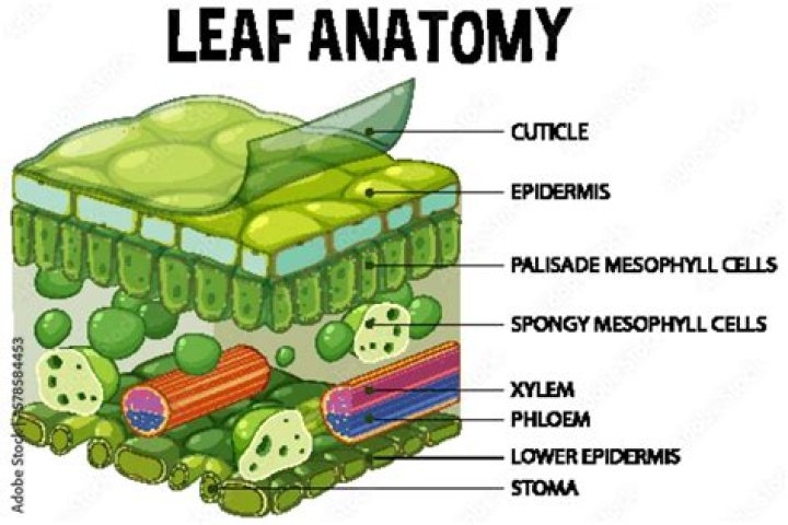 What is the structure of leaves?