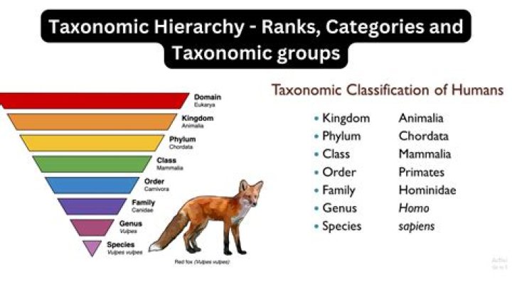 What is the taxonomy of wheat?