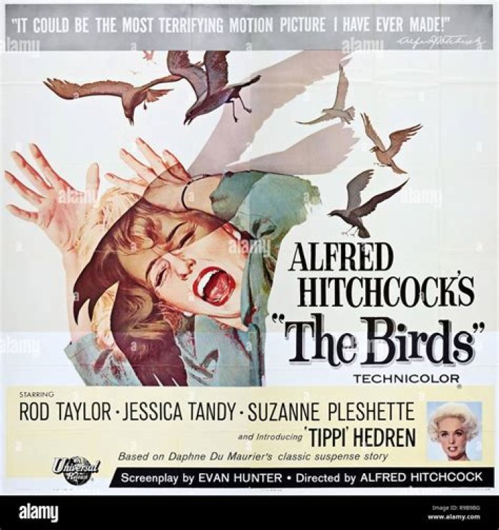 What is the theme of the birds by Alfred Hitchcock?