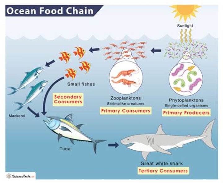 What is the top consumer in the ocean?