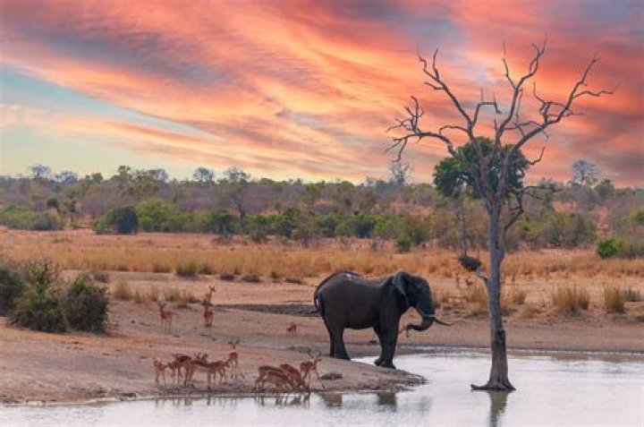 What is the vegetation in the African savanna?