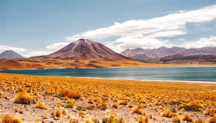 What is the vegetation in the Atacama desert?