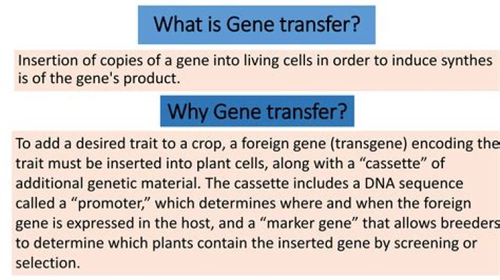 What is transgene cassette?