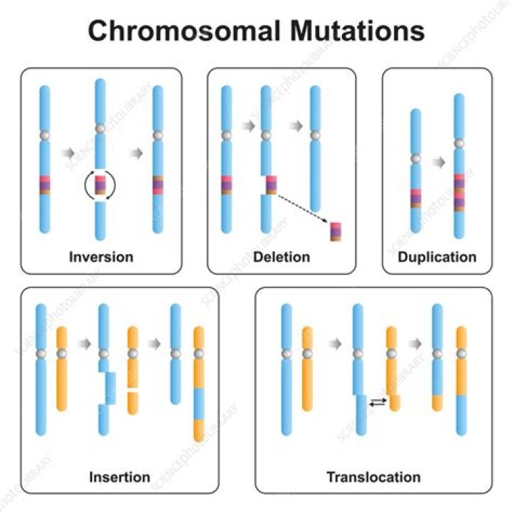 What is translocation in chromosomal mutation?