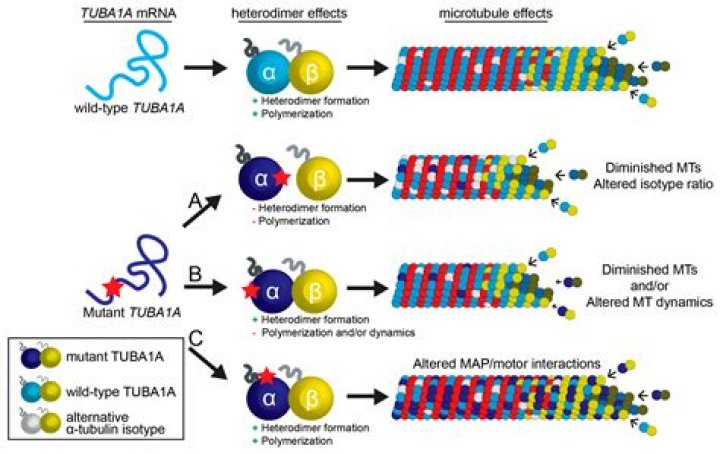 What is TUBA1A mutation?