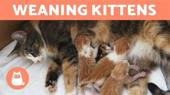 What is weaning a kitten?