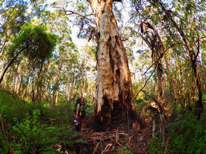 What Karri wood is good for?