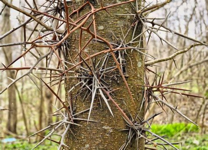 What kind of bush has thorns on it?