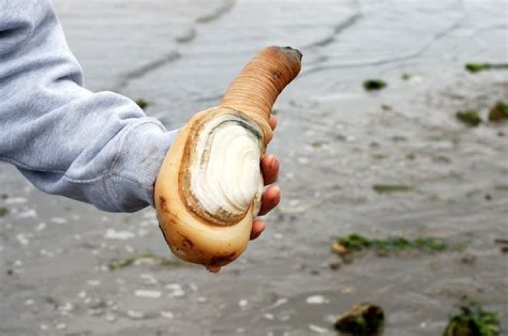 What kind of clams are in Puget Sound?