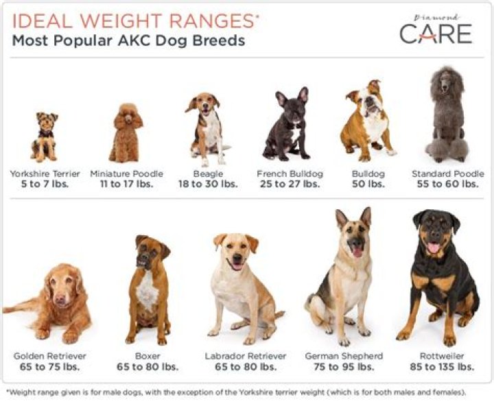What kind of dog weighs 180 pounds?