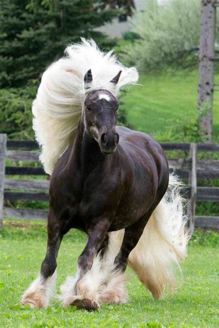 What kind of horse has curly hair?