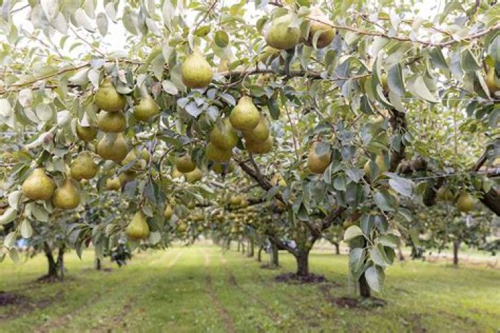 What kind of pears grow in Arkansas?
