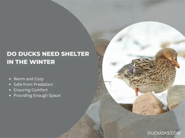 What kind of shelter do ducks need in winter?