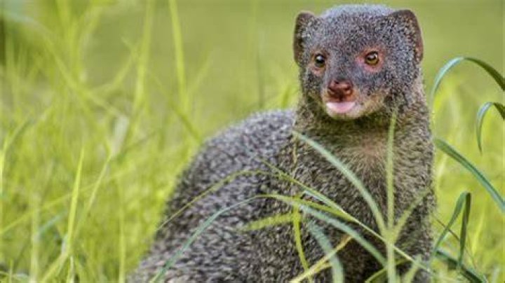 What kind of sound does a mongoose make?